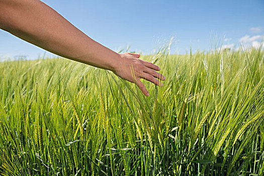 手,接触,小麦,地点