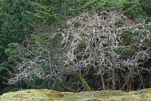 橡树,树,山,盐春岛,不列颠哥伦比亚省,加拿大