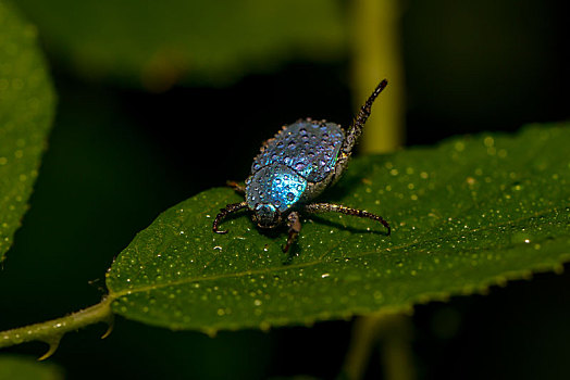 蓝色,甲虫