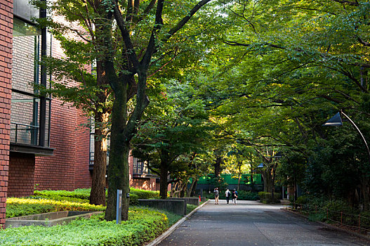 日本东京,上野公园,东京艺术大学,夏天黄昏夕阳下的公园林道