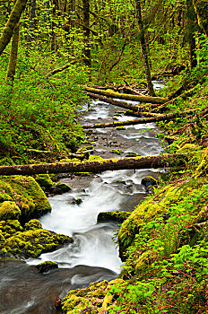 溪流,流动,树林,胡德山,国家森林,哥伦比亚河峡谷国家风景区,俄勒冈,美国