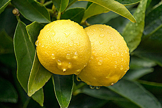 特写,柠檬,树上,雨