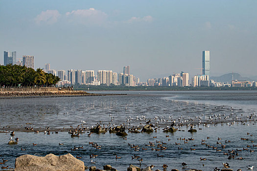 深圳湾冬季候鸟群