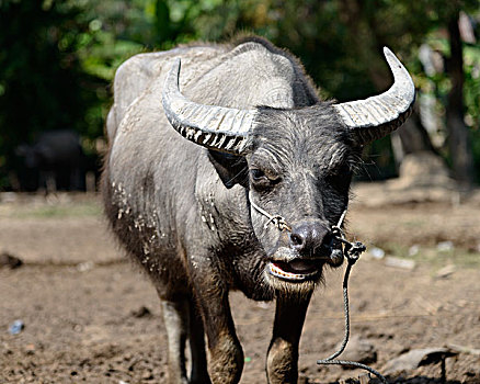 柬埔寨,收获,水牛,大幅,尺寸