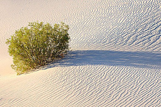 豆科灌木,沙丘,日出,死亡谷国家公园,加利福尼亚,美国
