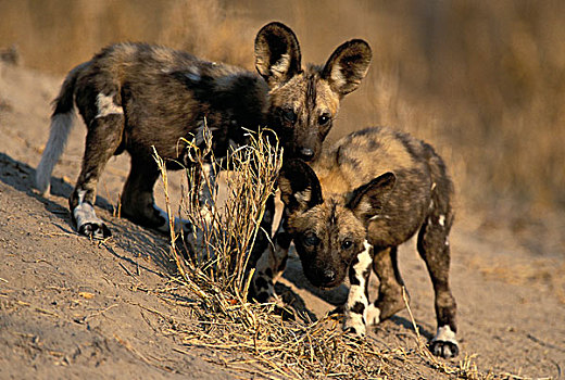 野狗,非洲野犬属,幼仔,巢穴,濒危物种,克鲁格国家公园,南非,非洲