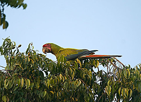 鹦鹉,哥斯达黎加,中美洲