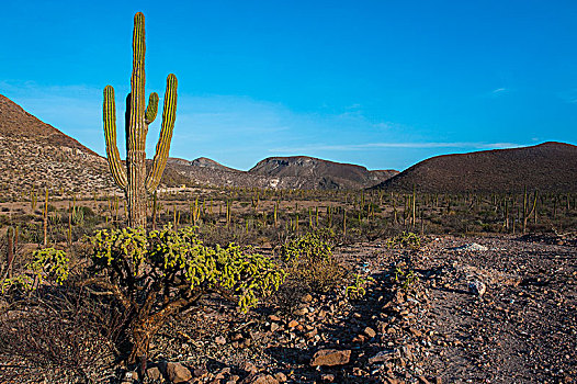 树形仙人掌,巨人柱仙人掌,乡村,靠近,下加利福尼亚州,墨西哥,中美洲