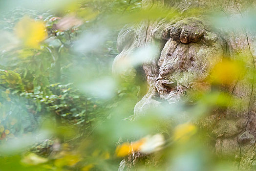 树,脸,800年,老,山毛榉,原始,树林,黑森州,德国,欧洲