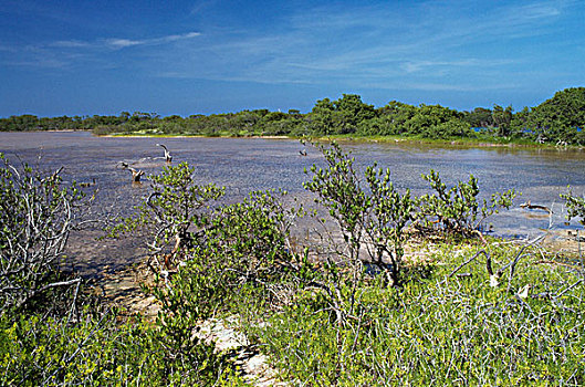 树,海洋,洛斯罗克斯群岛,国家公园,委内瑞拉