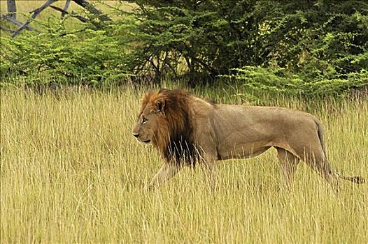 狮子,走,树林,奥卡万戈三角洲,博茨瓦纳