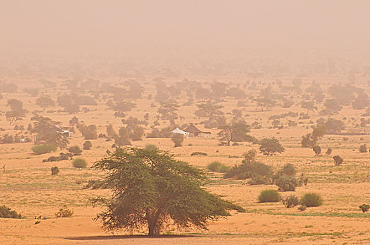 游牧,帐篷,沙暴,阿德拉尔,区域,撒哈拉沙漠,毛里塔尼亚,非洲