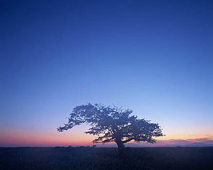 日落,孤单,松树