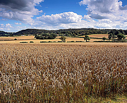 英格兰,柴郡,靠近,成熟,小麦