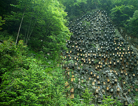 神农架,官门山,风景,景点,旅游,高山,瀑布,河流,神秘,树木,植被,野人,动物,标本,展览,雕塑,蜂箱,养蜂,蜜蜂