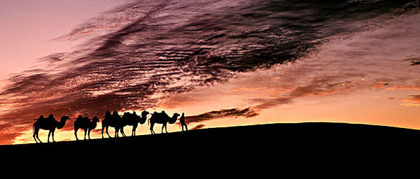 剪影,骆驼,驼队,沙漠,敦煌,甘肃,丝绸之路,中国