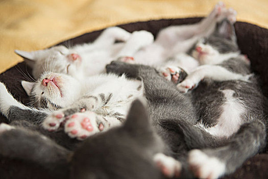 幼兽,灰色,白色,小猫,睡觉,床