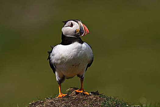 大西洋角嘴海雀,北极,岛屿,苏格兰,英国,欧洲