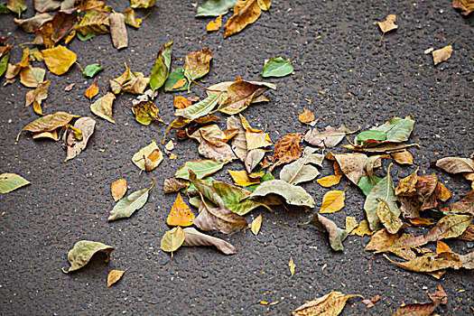 秋天,彩色,秋叶,城市,沥青,道路,聚焦