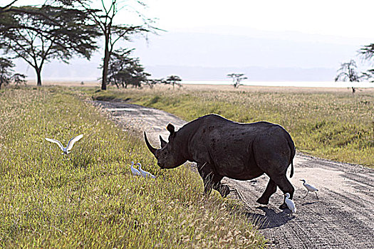 肯尼亚非洲犀牛