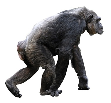 大猩猩走路姿势图片图片