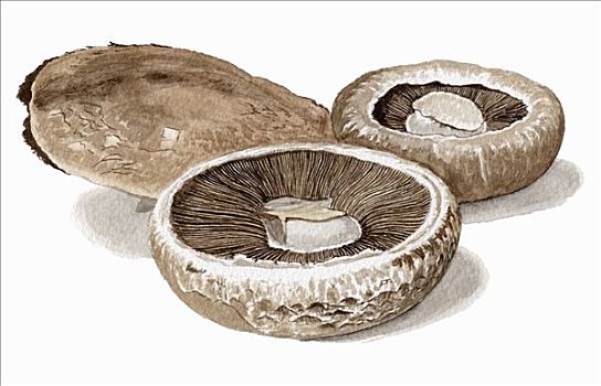 波多白洛大蘑菇,蘑菇,插画