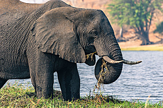 博茨瓦纳,乔贝国家公园,大象,非洲象,放牧,岛屿,乔贝,河