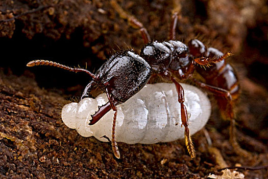 德拉库拉,蚂蚁,工作,皮肤,幼体,啜饮,滴洒,血,动作,伤害,成年,巴布亚新几内亚