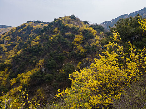 航拍济南梯子山连翘花开