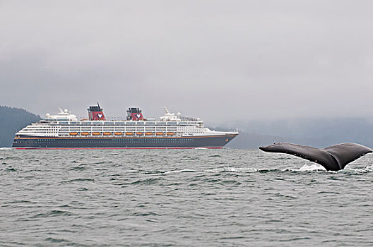 美国,驼背鲸,大翅鲸属,鲸鱼,迪斯尼,游船,雾