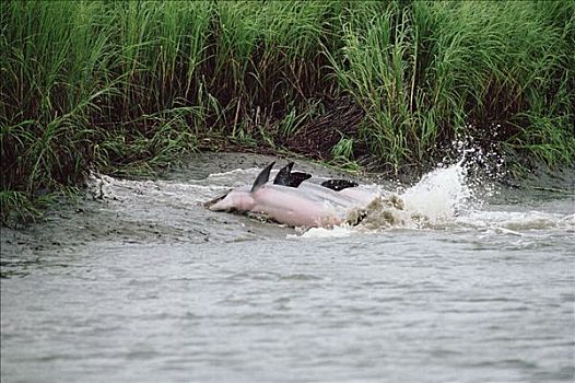 宽吻海豚,群,追逐,抓住,鱼,泥,盐沼,动作,希尔顿头岛,南卡罗来纳