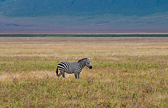 坦桑尼亚,恩戈罗恩戈罗,保护区,自然保护区,斑马,动物,野生,旅游
