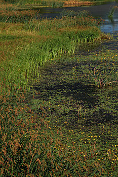 湿地水草与浮萍