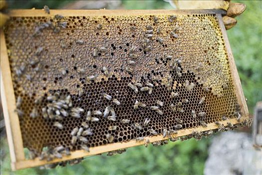 养蜂人,拿着,蜂窝,蜜蜂