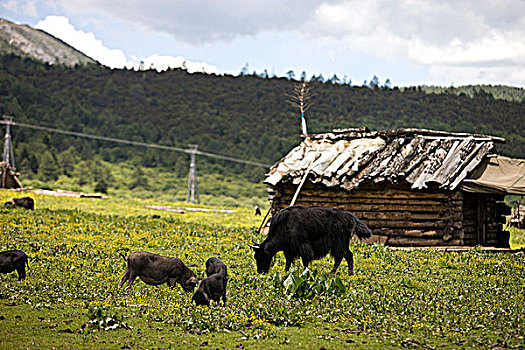 牦牛,猪,放牧,草地,蓝色,月亮,山谷,香格里拉,中国
