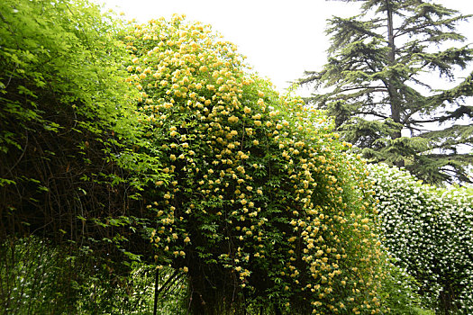 木香,木香花,黄花,小黄花