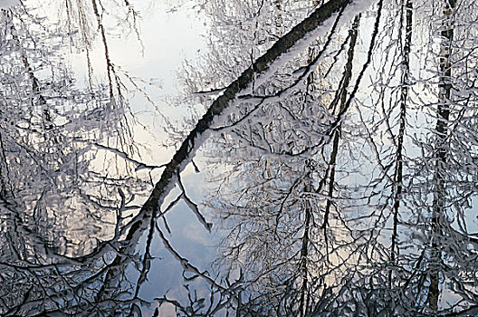 抽象,冬天,背景,水面,反射,雪,树