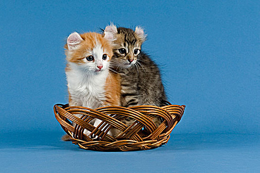 种系,猫,美洲,两个,小猫,篮子