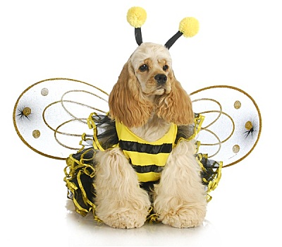 狗,衣服,蜜蜂