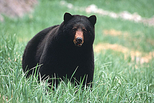 阿拉斯加,东南阿拉斯加,黑熊