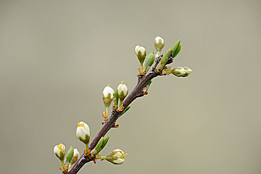 黑刺李,花,春天