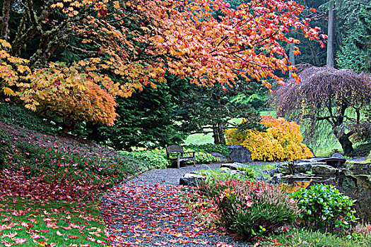 邀请,道路,日本,花园,秋色