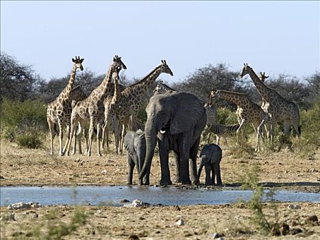 大象,喝,水坑,边缘,长颈鹿,斑马,等待,转
