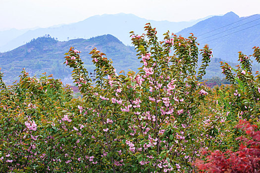 山野,樱花,烂漫