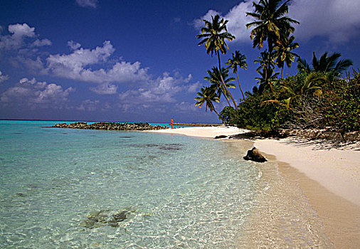 海滩,椰子,手掌,阿里环礁,马尔代夫,亚洲
