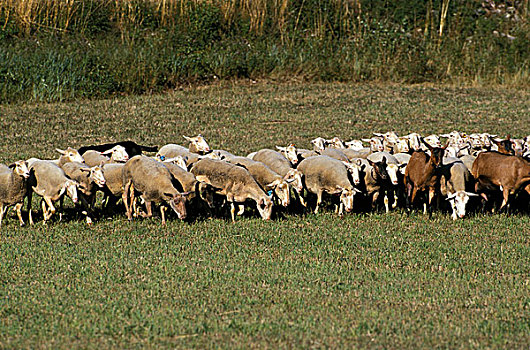 绵羊,山羊,成群,西南,法国