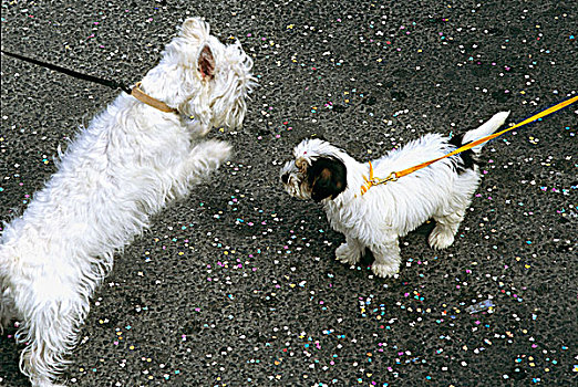 两个,小,白色,狗,拴狗绳,玩,户外