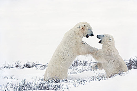 两个,北极熊,打闹,尖锐,猎捕,技能,等待,冰,冰冻,上方,哈得逊湾,丘吉尔市,曼尼托巴,加拿大