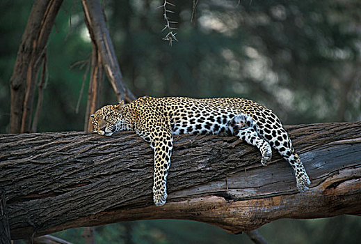 豹,休息,原木,肯尼亚,非洲