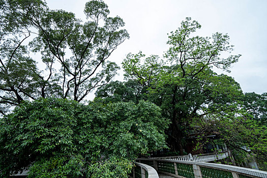 广州2023年春季天河公园的绿树与小路